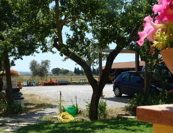 Il mandorlo