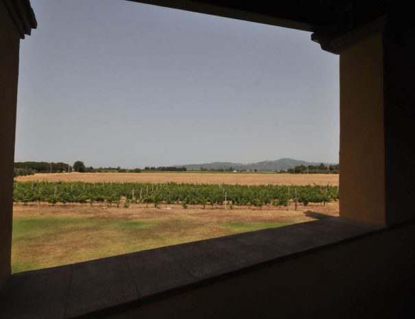 Scorcio dal lato della vigna